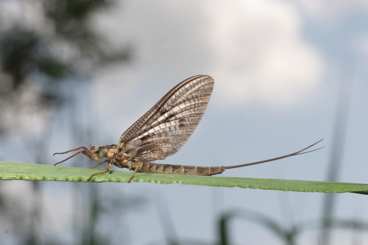 Een vleugje wind en het insect valt buiten het gebied dat scherp weergegeven wordt!